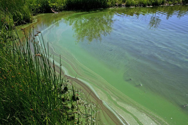View of harmful algal bloom in water