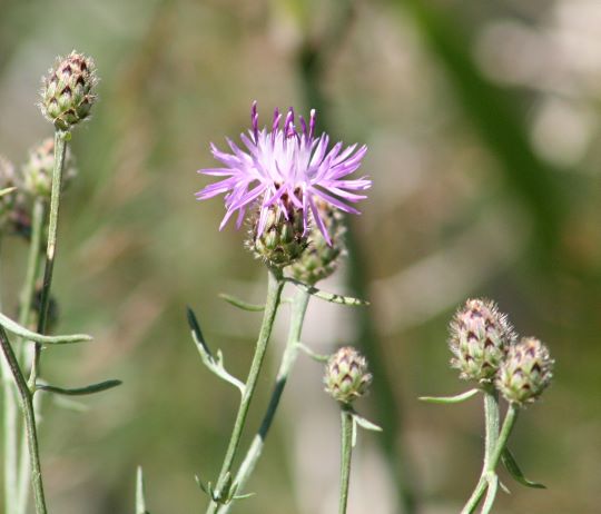 A close up of spotted knapweed flowers