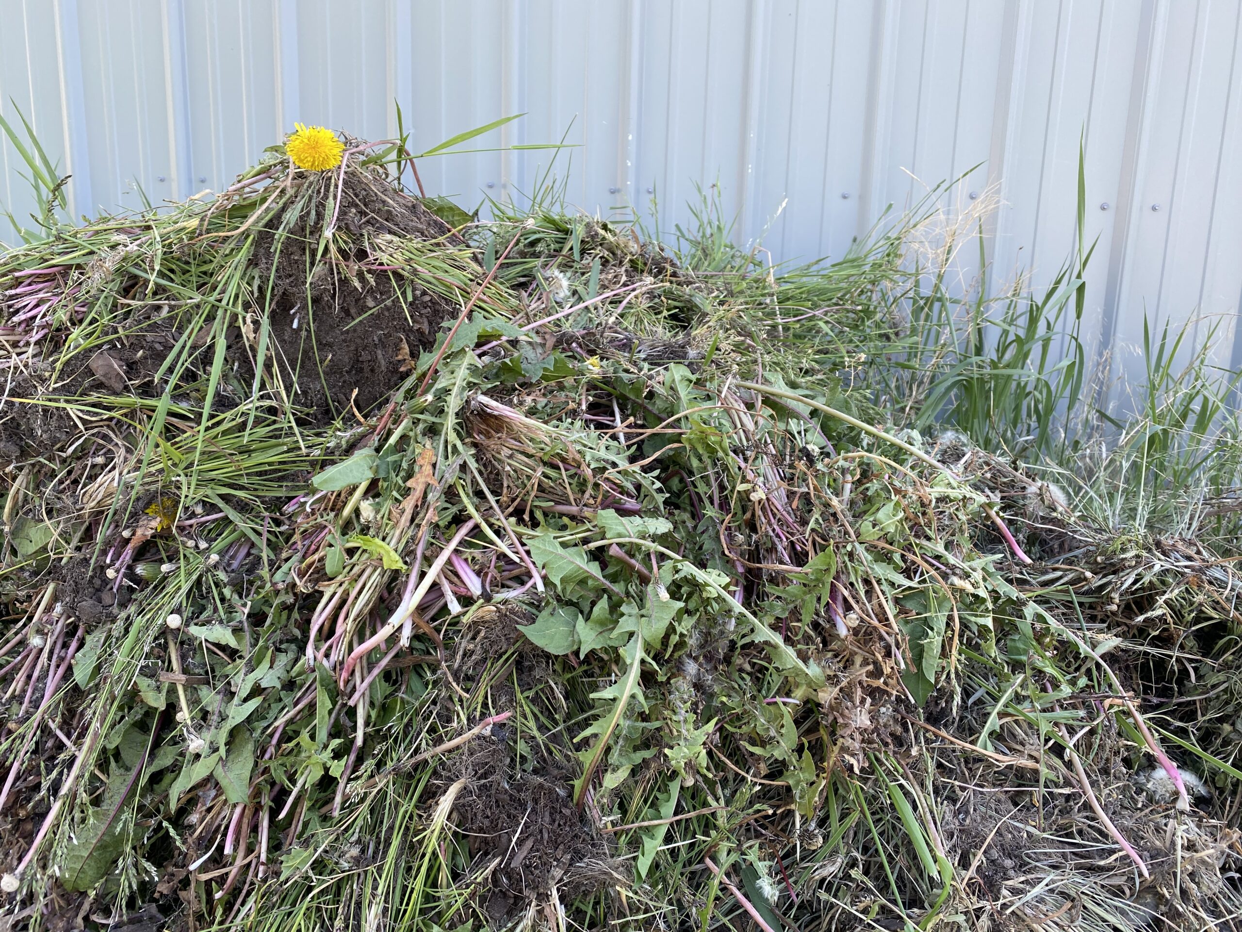 Pile of cut weeds