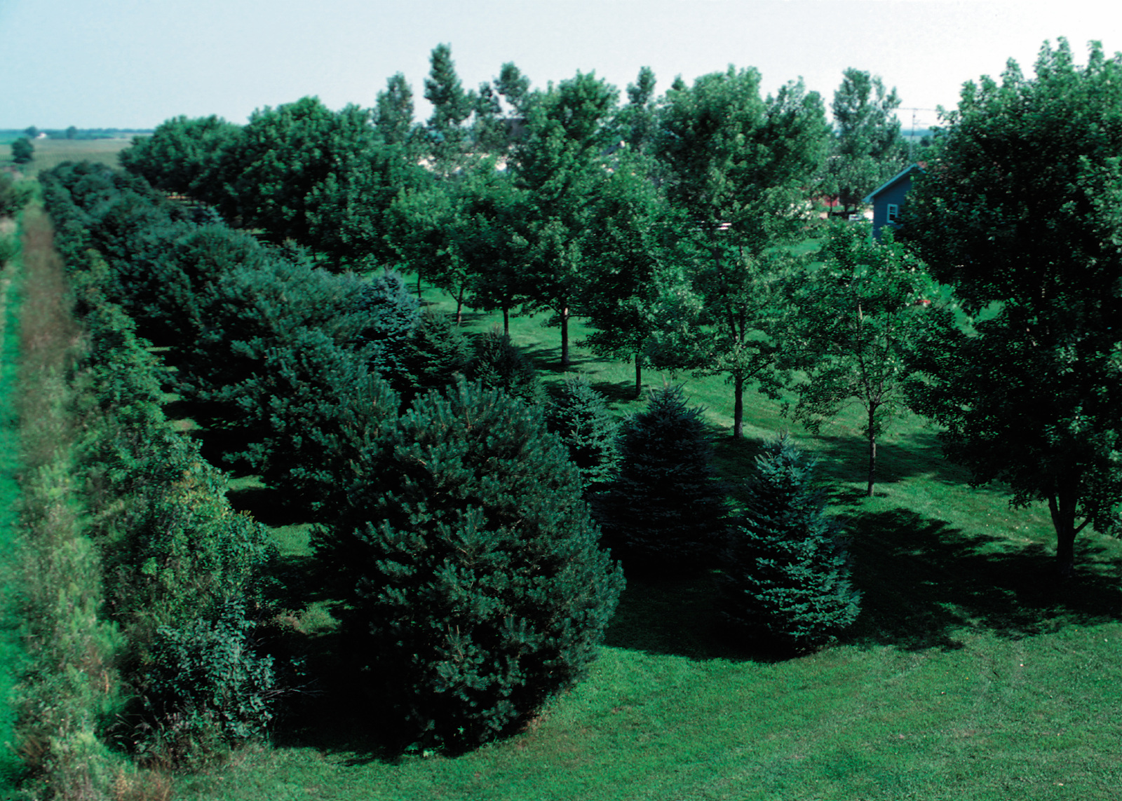Multi-row farmstead windbreak includes shrubs, conifers, and deciduous trees.