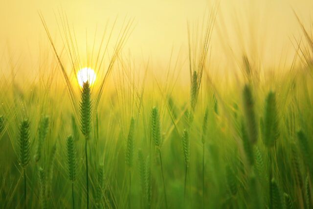 Close up of green barley in field with yellow sun in background