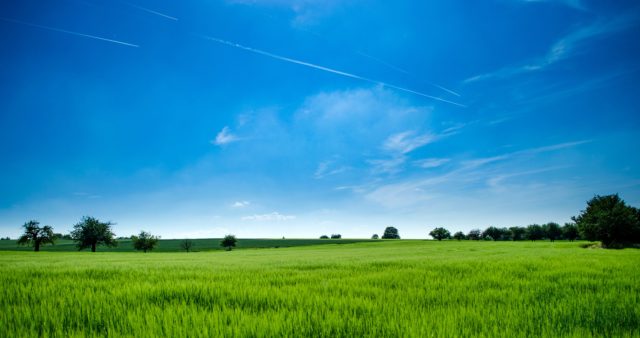 View of green field and blue sky with trees in the distance