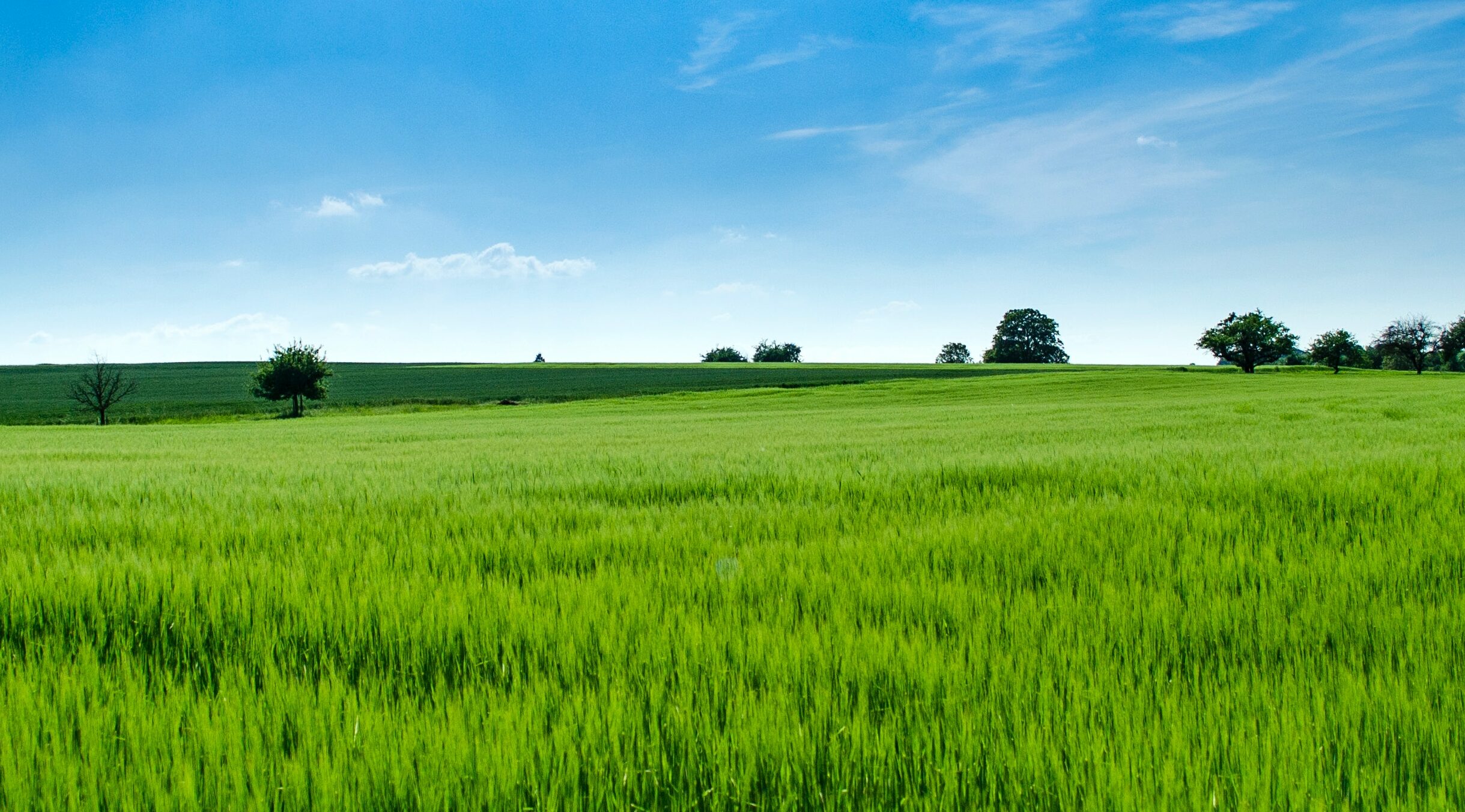 View of green field and blue sky with trees in the distance