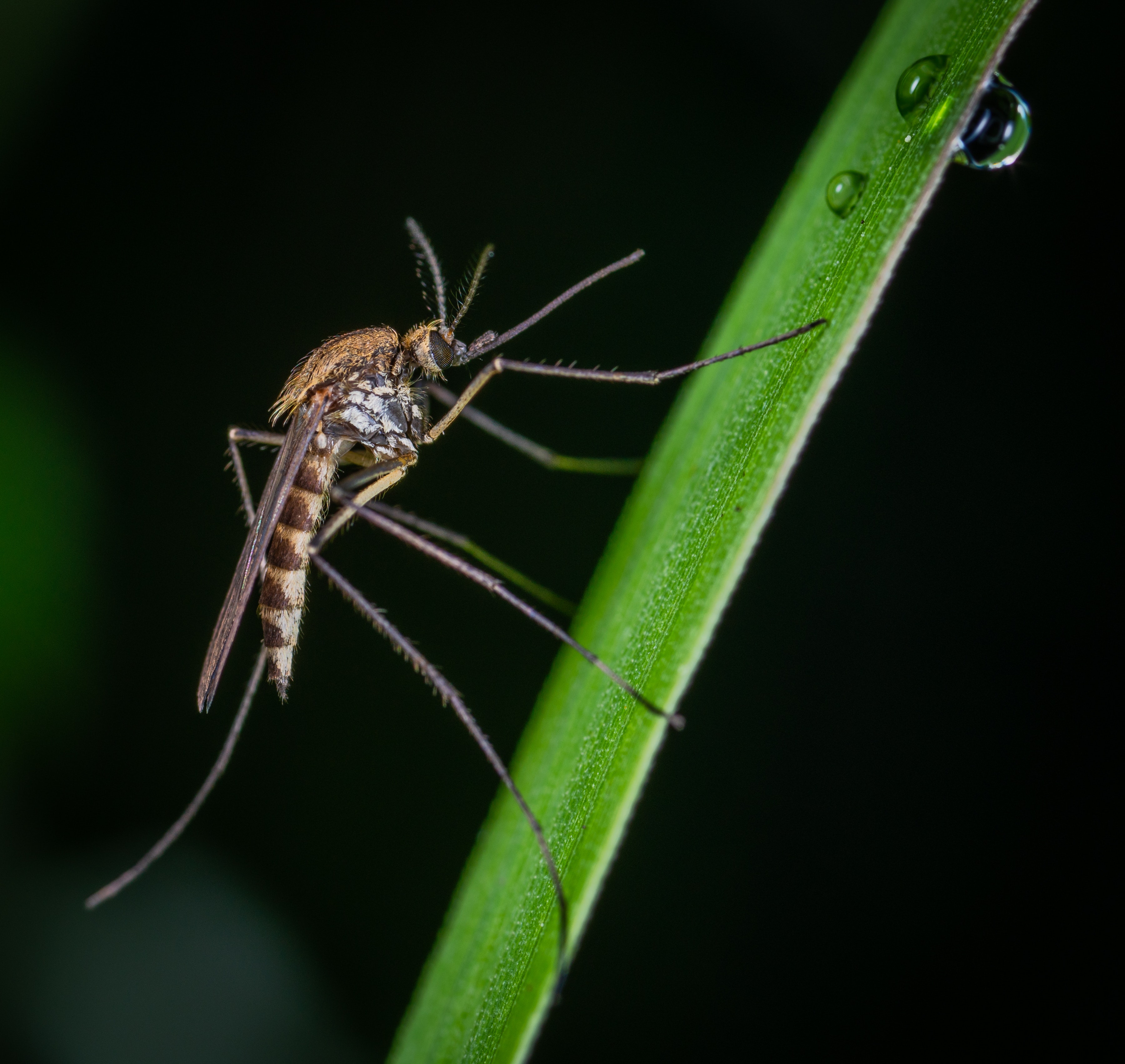 Mosquito on green plant stem