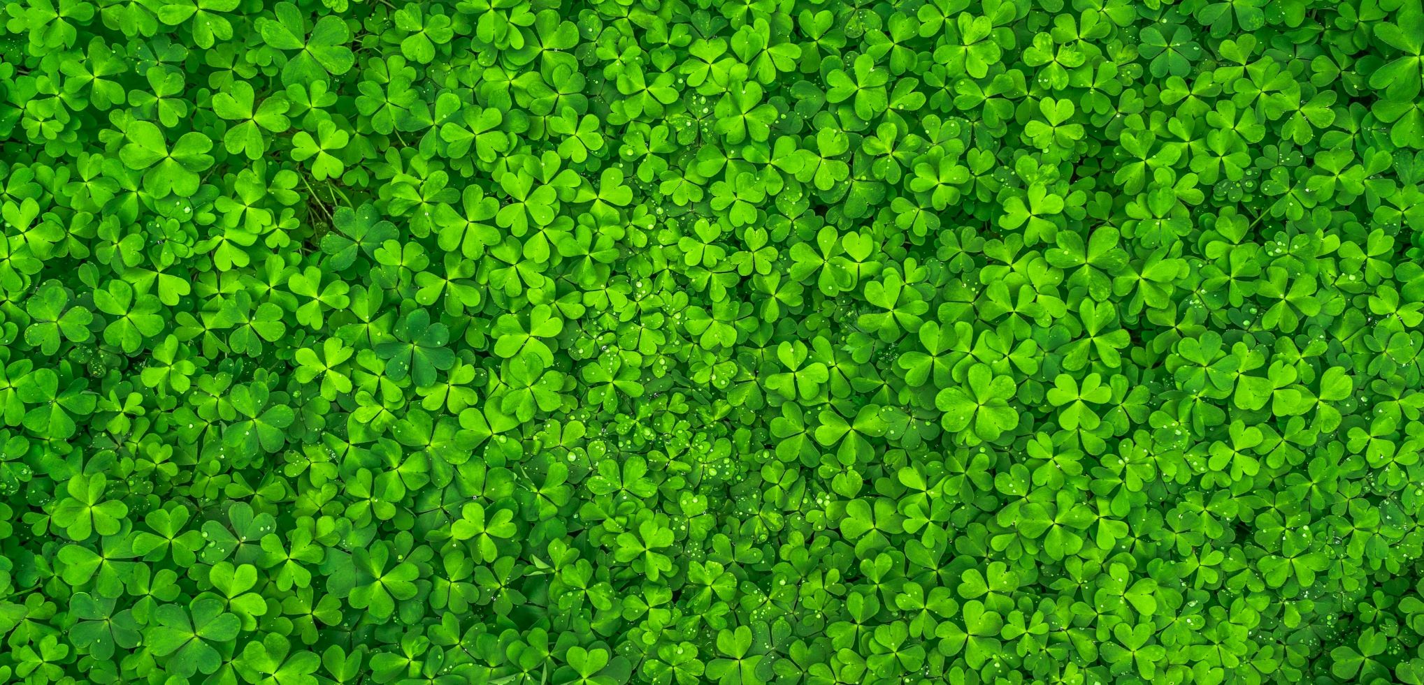 Close up of clover in a lawn
