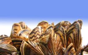 Close up view of invasive mussels
